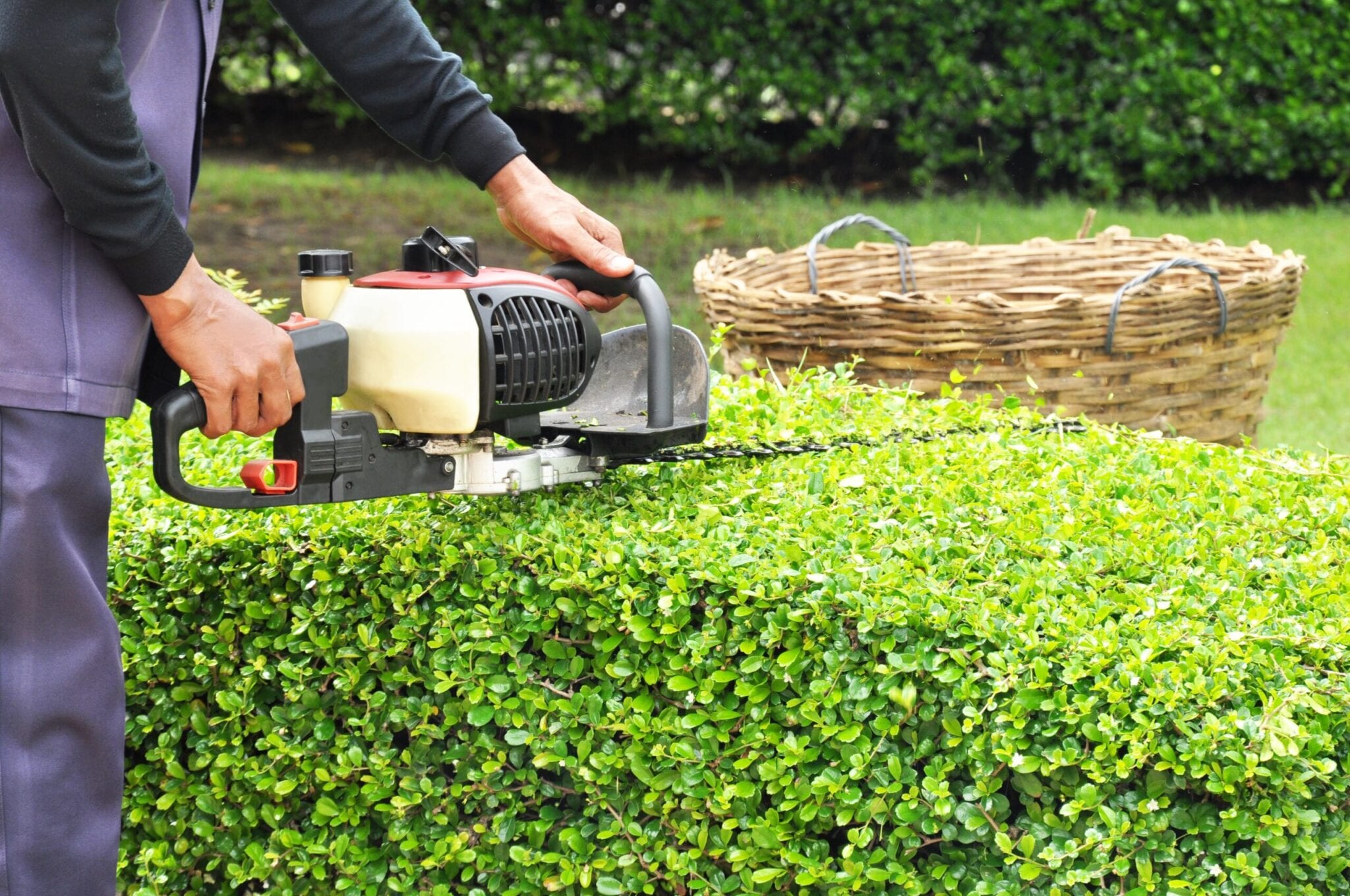 21014539 - a man trimming hedge with trimmer machine